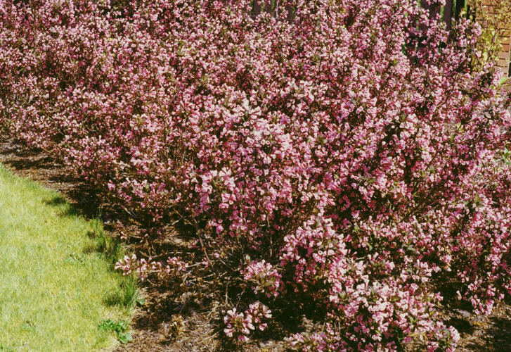 Вейгела цветущая "Nana Purpurea", Нана Пурпуреа-изгородь
