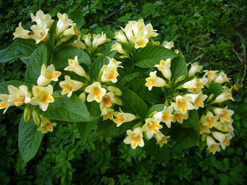 Вейгела Миддендорфа-цветки