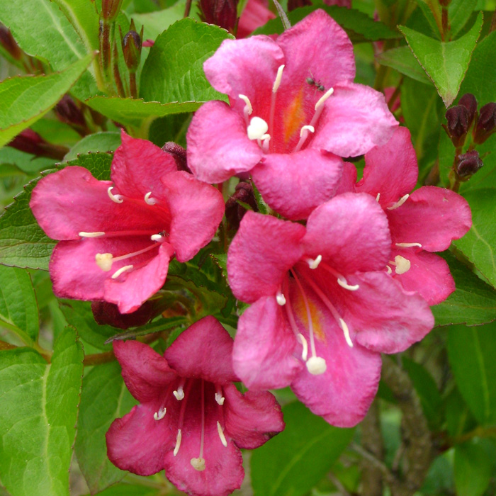 Вейгела гибридная "Ruby", Руби-цветки