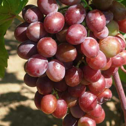 Виноград плодовый Вишенка (красный)