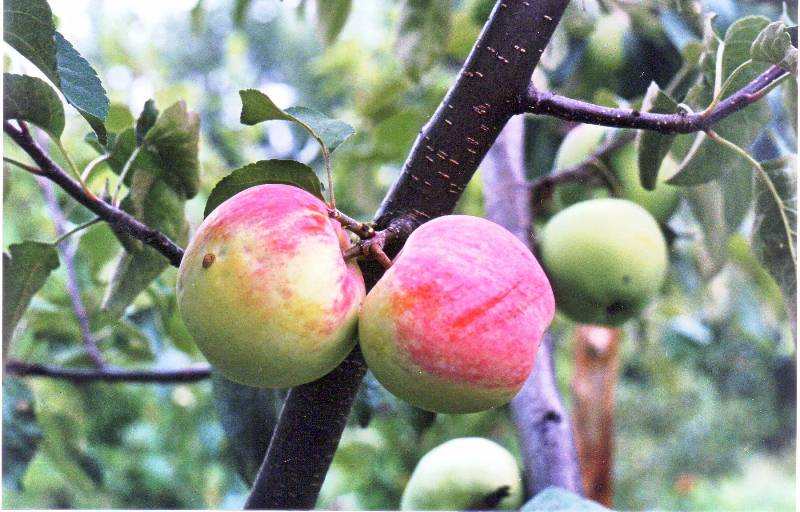 Яблоня карликовая Ковровое - плод