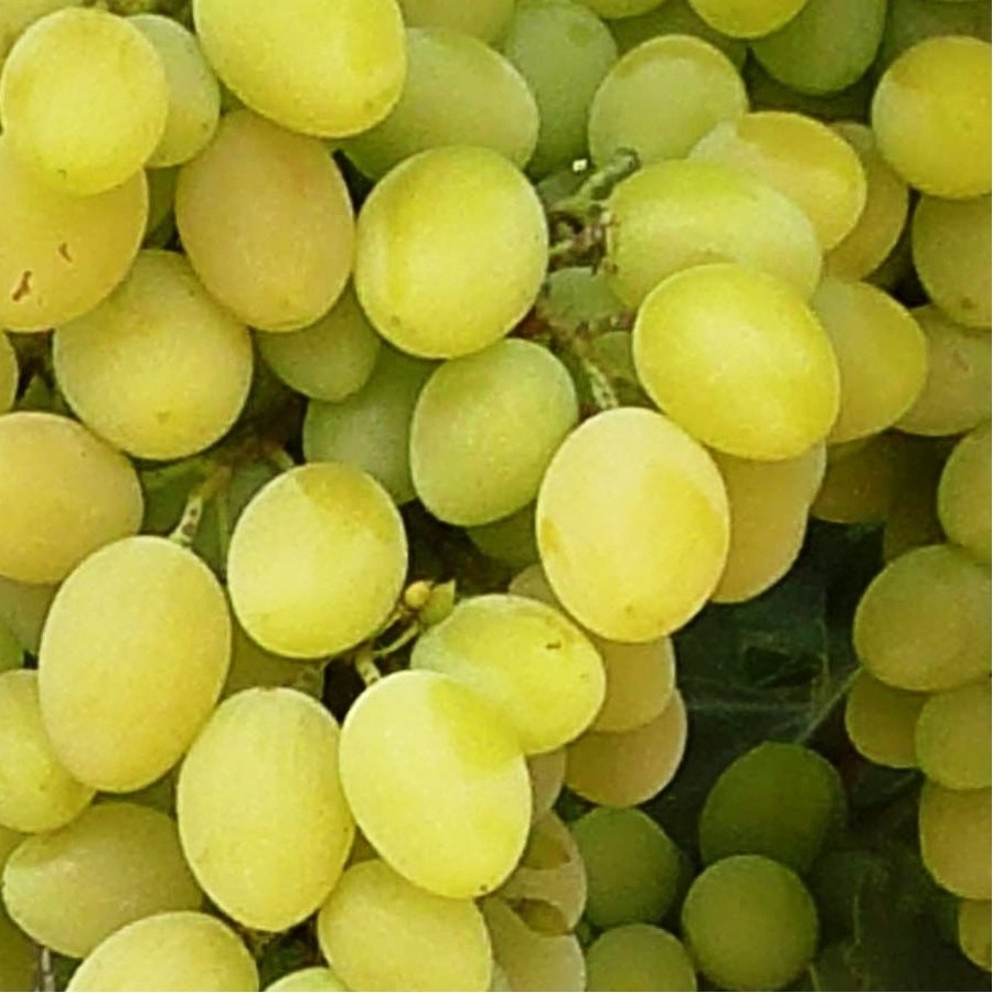 Виноград плодовый 10-1-76