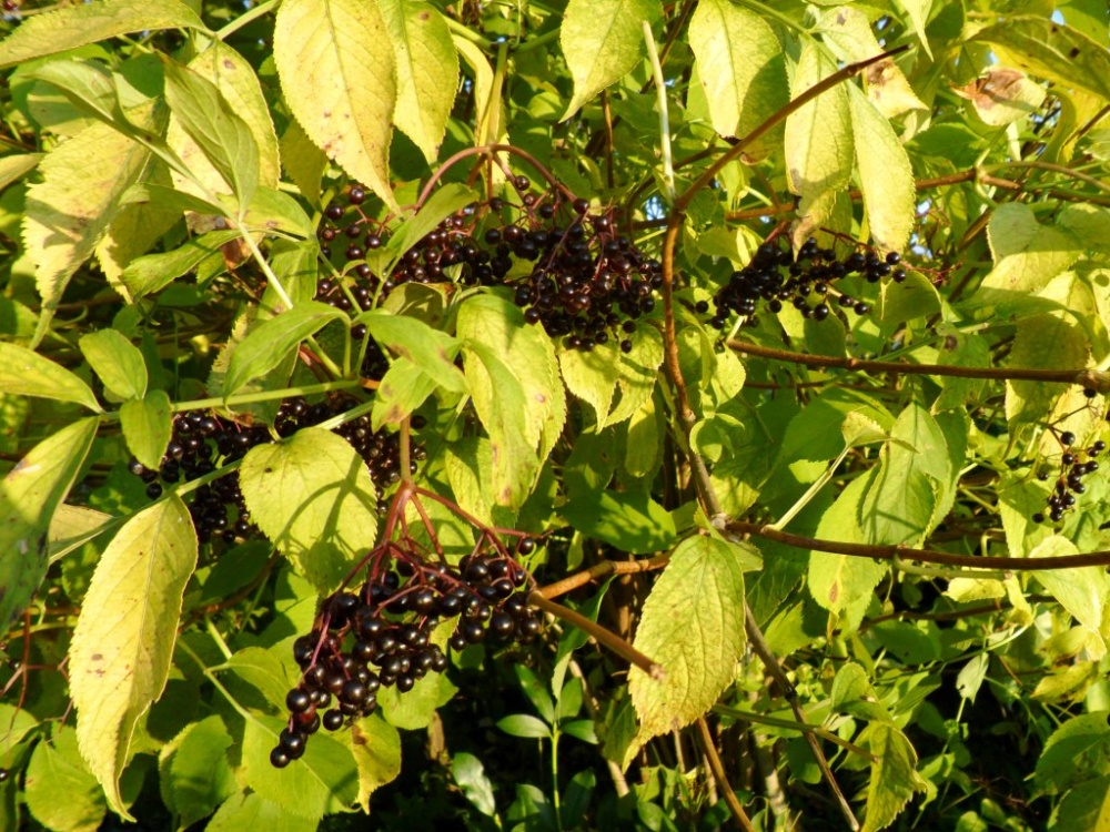 Бузина черная "Aurea", Ауреа-плоды