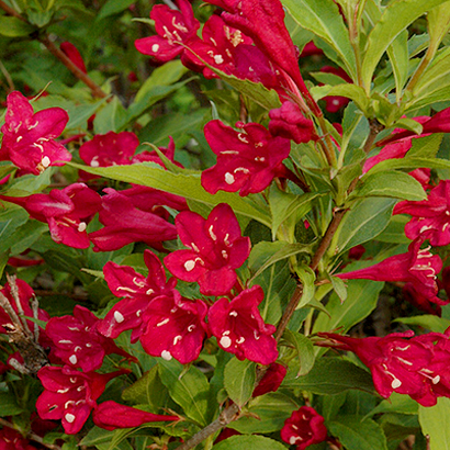 Вейгела цветущая "Red Prince", Ред Принц-цветки