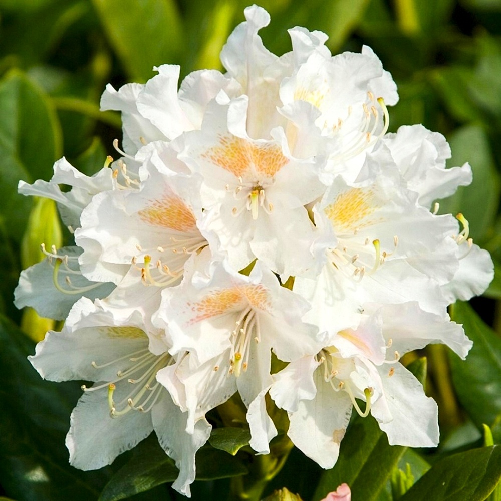 Rododendron_Kunengems_Uayt