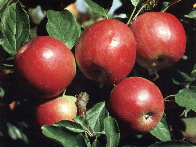 Яблоня домашняя "Красное раннее"-плод