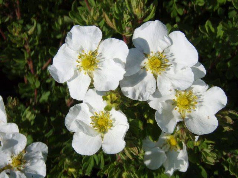 Лапчатка кустарниковая "Abbotswood", Эбботсвуд-цветы