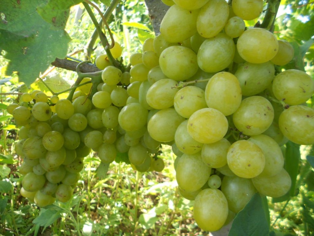 Виноград плодовый Первозванный (желтый)