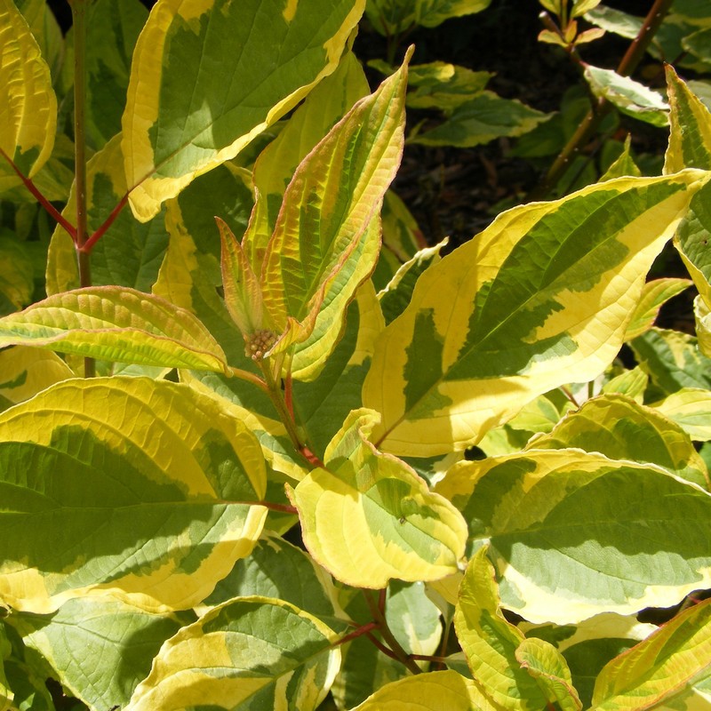 Дерен белый "Gouchaultii" Гоучаулти-листва