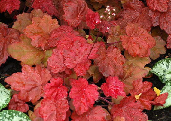 Гейхера гибридная Autumn Leaves, Отэм Ливс 