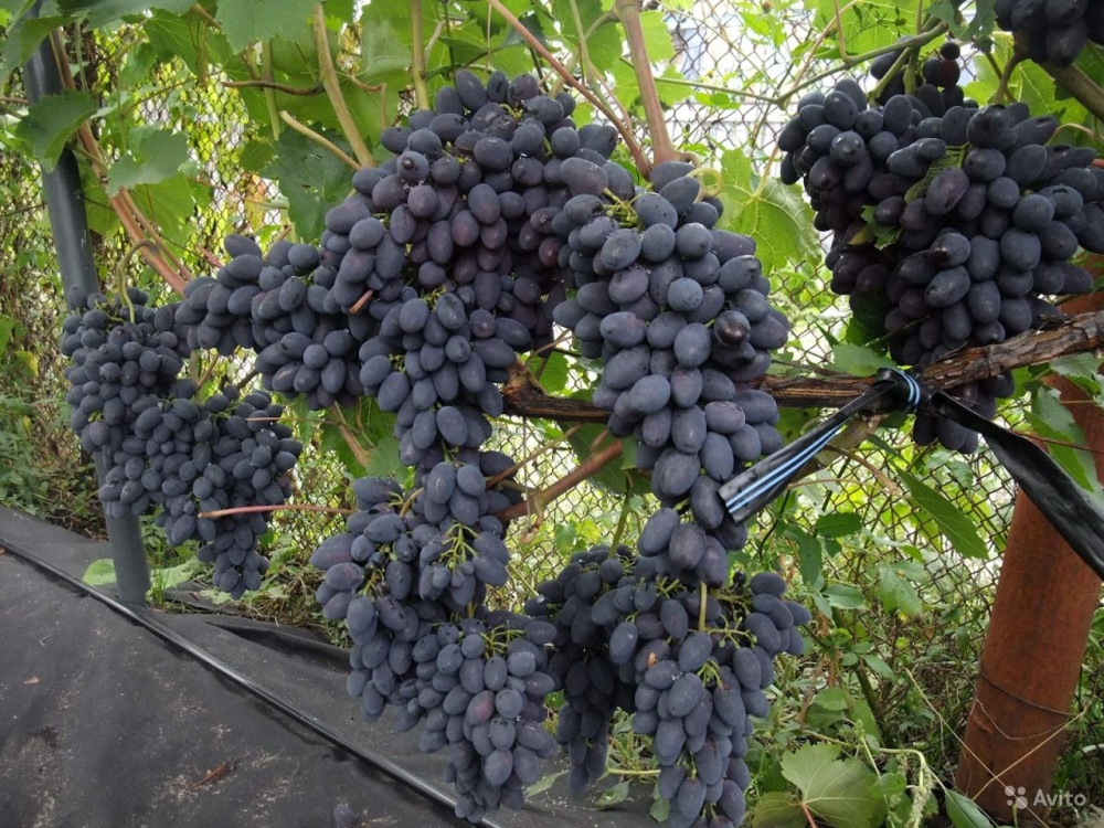 Виноград плодовый Кодрянка (черный)