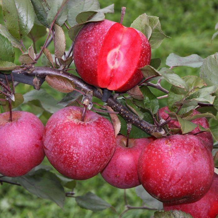 Описание сорта и характеристики яблони Байя Мариса