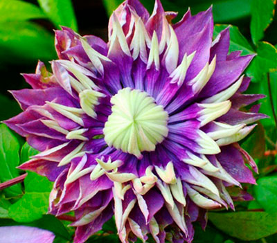 Клематис крупноцветковый Taiga, Тайга