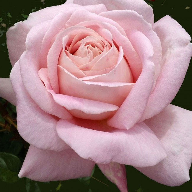 Роза чайно-гибридная Amazing Grace, Эмейзин Грейс