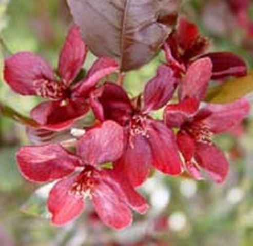 Яблоня декоративная "Makamik", Макамик-цветки