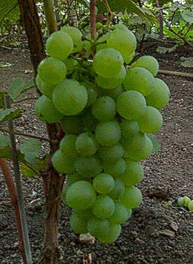 Виноград плодовый Тукай (желтый)