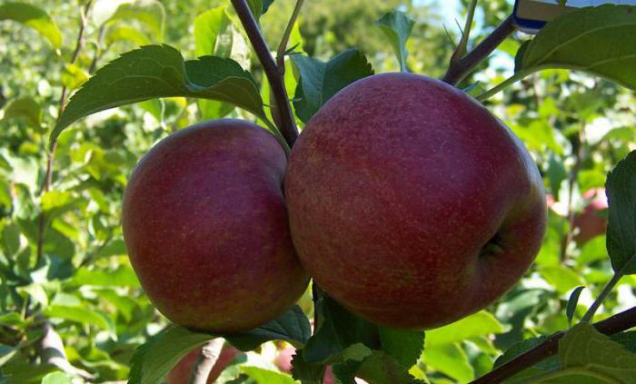 Яблоня краса свердловска плод