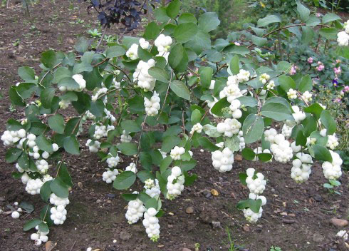 Снежноягодник Доренбоза White Hedge, Вайт Хэйдж 