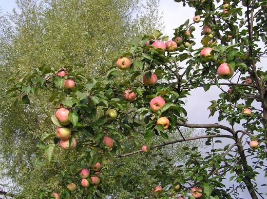 яблоня анис с плодами