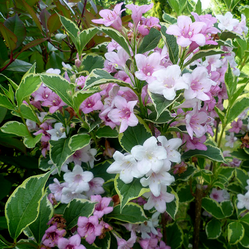 Вейгела цветущая "Nana Variegata", Нана Вариегата-цветки