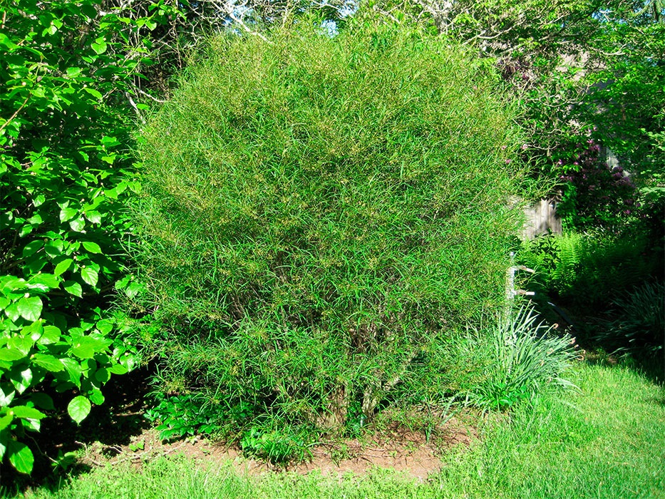 Крушина ломкая (ольховидная) Aspleniifolia, Аспленифолия