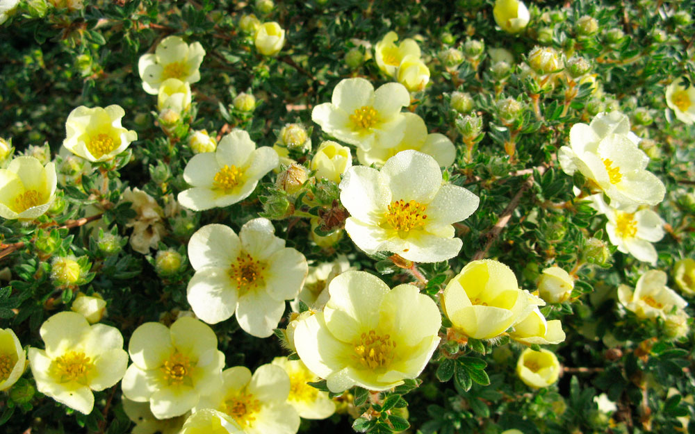 Лапчатка кустарниковая Primrose Beauty, Примроуз Бьюти 