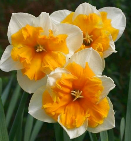 Нарцисс крупнокорончатый "Orangery", Оранджери