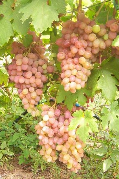 Виноград плодовый "Румба"