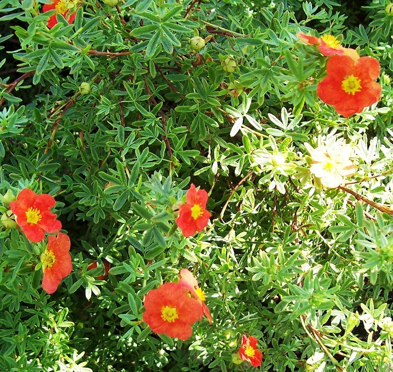 Лапчатка кустарниковая "Lucas Red", Лукас Ред-цветы.