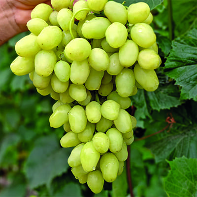 Виноград плодовый Бананас