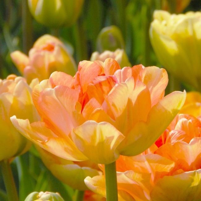 Тюльпан многоцветковый Чарминг Леди