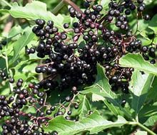 Бузина черная "Pulverulenta", Пулверулента-плоды