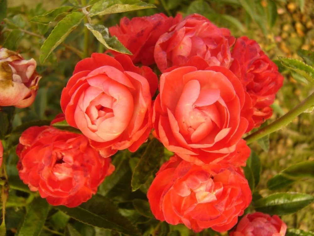 Роза полиантовая Orange Morsdag, Оранж Морсдаг