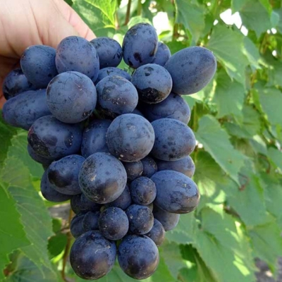 Виноград плодовый Шарада