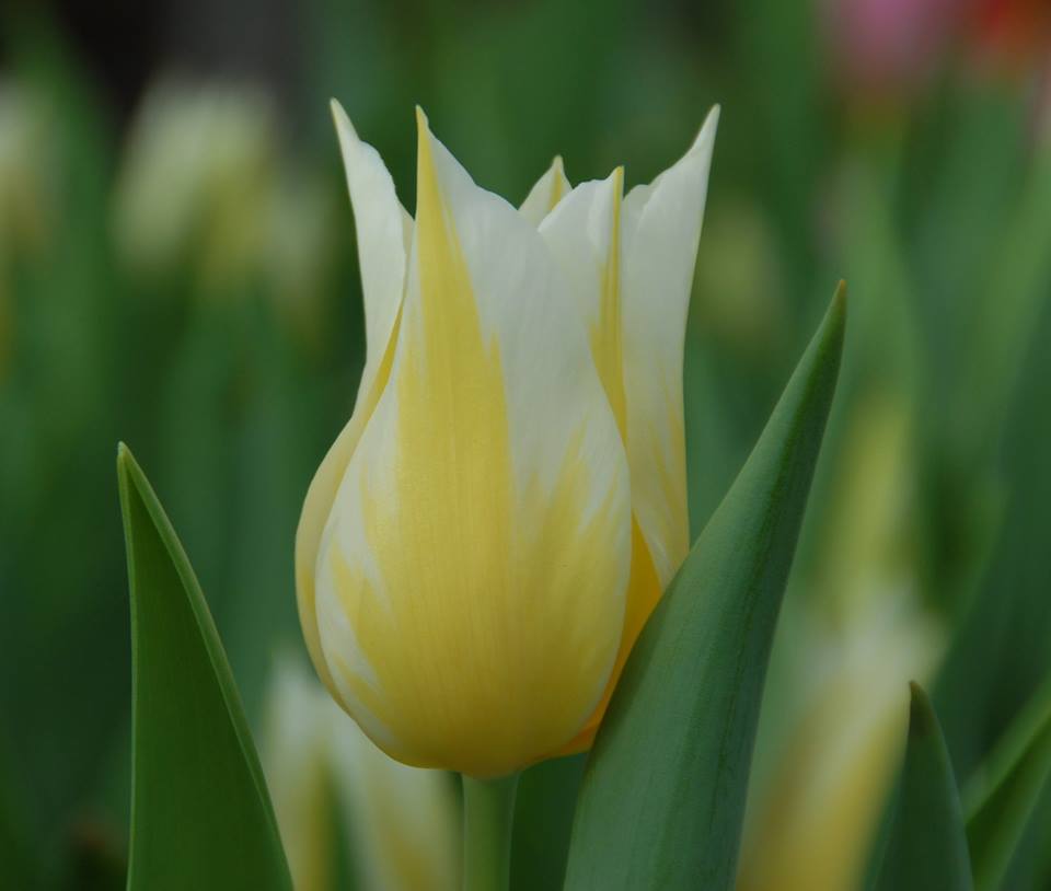 Тюльпан лилиецветный Бадлайт, фото1