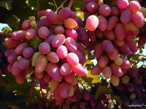 Виноград плодовый Астраханец розовый