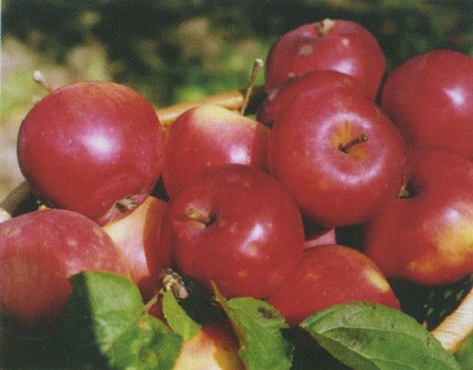 Яблоня домашняя "Анис алый"