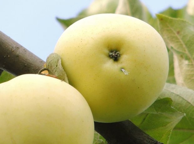 Яблоня домашняя "Налив белый" - плод