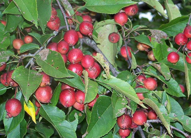 Яблоня декоративная "Makamik", Макамик-плоды