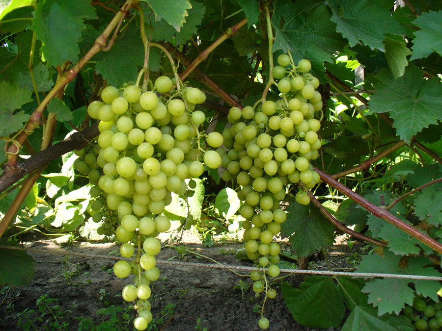 Виноград плодовый Тукай (желтый)
