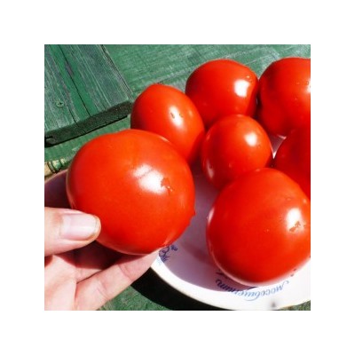 томат солнечный