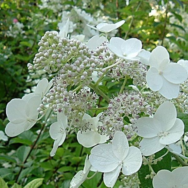 Гортензия метельчатая "Prim White", Прим Вайт-соцветие