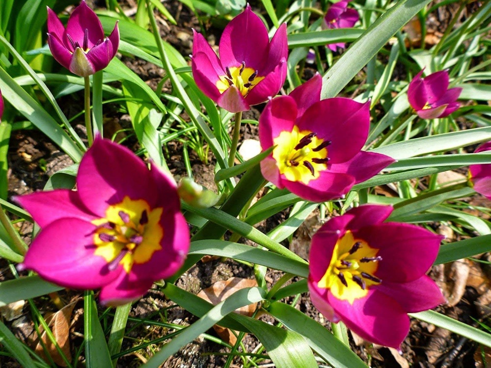 Тюльпан Ботанический Odalisque, Одалиска