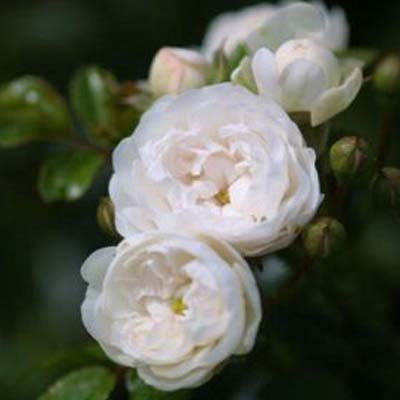 Роза почвопокровная White Fairy, Вайт Фейри