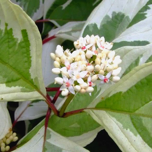 Дерен белый "Argenteomarginata", Аргентеомаргината-соцветие