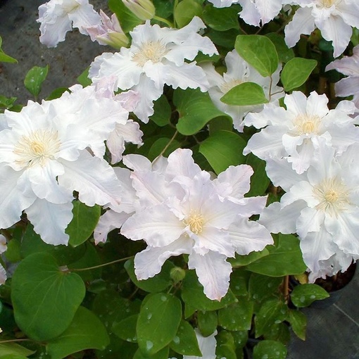 Клематис ботанический White Arabella, Вайт Арабелла