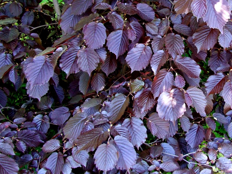 Лещина крупная "Purpurea", Пурпуреа-листва