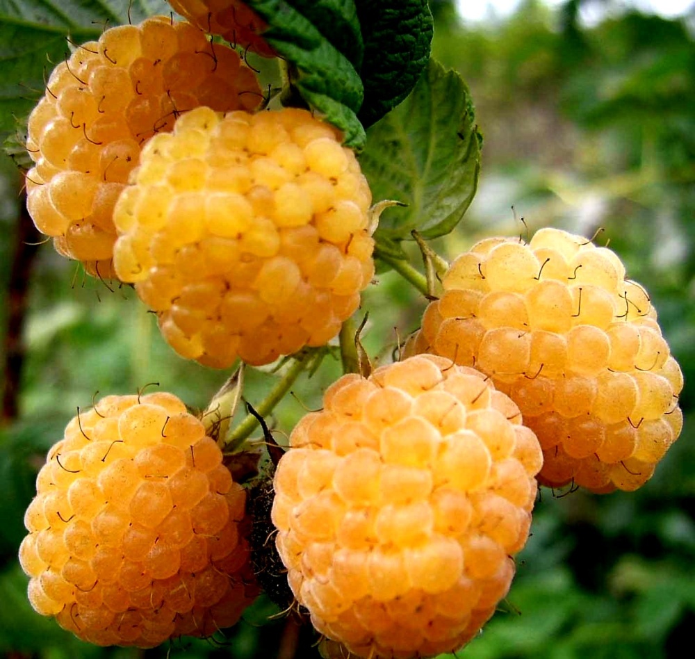 Малина желтоплодный сорт Алтайская десертная