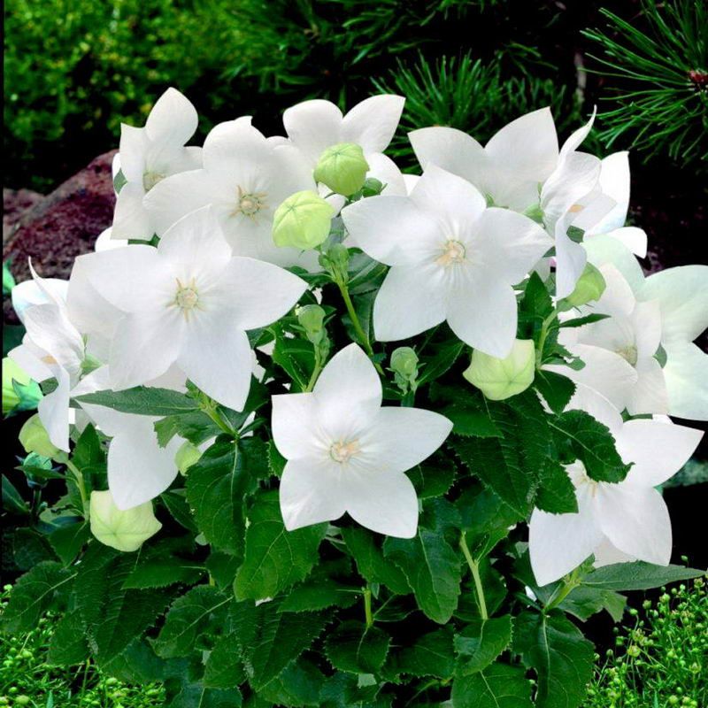 Platycodon grandiflora Pop Star White