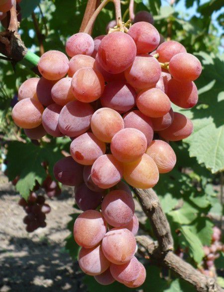 Виноград плодовый Пестрый